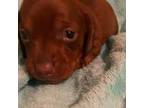 Dachshund Puppy for sale in Perris, CA, USA