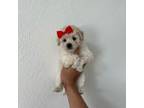 Maltipoo Puppy for sale in Los Angeles, CA, USA