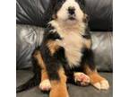 Bernese Mountain Dog Puppy for sale in Bellingham, WA, USA