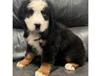 Bernese Mountain Dog Puppy for sale in Bellingham, WA, USA