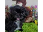 Shih Tzu Puppy for sale in Lipan, TX, USA