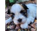 Shih Tzu Puppy for sale in Scottsdale, AZ, USA