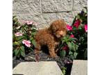 Poodle (Toy) Puppy for sale in Cub Run, KY, USA