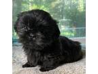 Shih Tzu Puppy for sale in Cullman, AL, USA