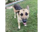 Adopt Ace a German Shepherd Dog