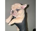 French Bulldog Puppy for sale in South Riding, VA, USA