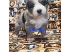 Australian Shepherd Puppy for sale in Penn Yan, NY, USA