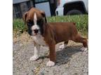 Boxer Puppy for sale in Shipshewana, IN, USA