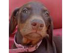 Doberman Pinscher Puppy for sale in Wheatfield, IN, USA