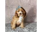Cocker Spaniel Puppy for sale in Warsaw, IN, USA