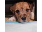 Parson Russell Terrier Puppy for sale in Brooklyn, NY, USA