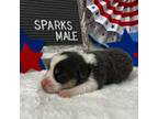 Pembroke Welsh Corgi Puppy for sale in Fayetteville, TN, USA