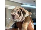 Bulldog Puppy for sale in Highland, CA, USA
