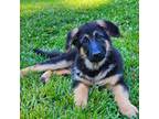 German Shepherd Dog Puppy for sale in Farmington, MO, USA