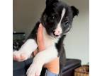 Border Collie Puppy for sale in Rangeley, ME, USA