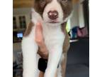 Border Collie Puppy for sale in Rangeley, ME, USA