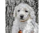 Mutt Puppy for sale in Oskaloosa, IA, USA