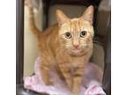 Adopt Rochelle a Domestic Short Hair