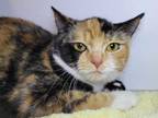 Adopt Rosalina a Domestic Short Hair