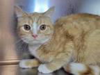 Adopt Iggy a Domestic Short Hair