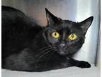 Adopt Isabelle a Domestic Short Hair