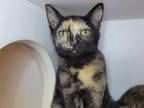 Adopt Toadette a Domestic Short Hair