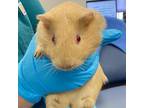 Adopt Apricot a Guinea Pig