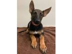 Adopt Bella a Belgian Shepherd / Malinois, Mixed Breed