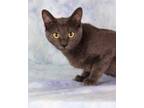 Adopt Graybelline a Domestic Short Hair