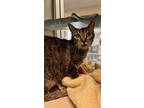 Adopt Tickle a Domestic Short Hair