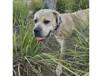 Adopt Buttercup a Mastiff