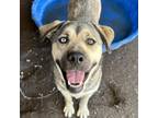 Adopt Shai a Mixed Breed