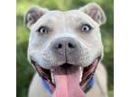 Adopt Phoebe - ECAS a Pit Bull Terrier