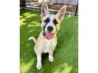 Adopt Salt a Australian Cattle Dog / Blue Heeler, Siberian Husky