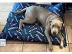 Adopt Sasha a American Bully, Labrador Retriever