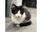 Adopt Lydia a Domestic Long Hair