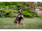 Adopt Valerie a Doberman Pinscher, Border Terrier