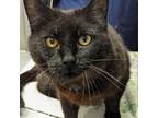 Adopt Fritter a Domestic Short Hair