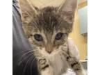 Adopt Peony a Domestic Short Hair