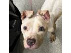 Adopt Cake Pop a Mixed Breed