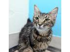 Adopt Wolf a Domestic Short Hair