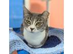 Adopt Kitty Purry a Domestic Short Hair