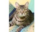 Adopt Scurry a Domestic Short Hair