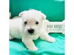 West Highland White Terrier Puppy for sale in Scurry, TX, USA