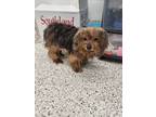 Adopt Sour Patch a Yorkshire Terrier, Mixed Breed