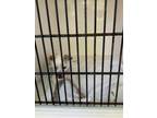 Adopt Itchy a Shih Tzu, Mixed Breed