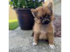 Pomeranian Puppy for sale in Villa Park, IL, USA