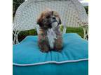Zuchon Puppy for sale in Rockford, IL, USA