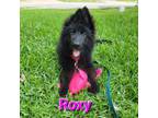German Shepherd Dog Puppy for sale in Manor, TX, USA