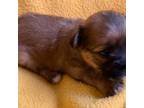 Pekingese Puppy for sale in Tallahassee, FL, USA